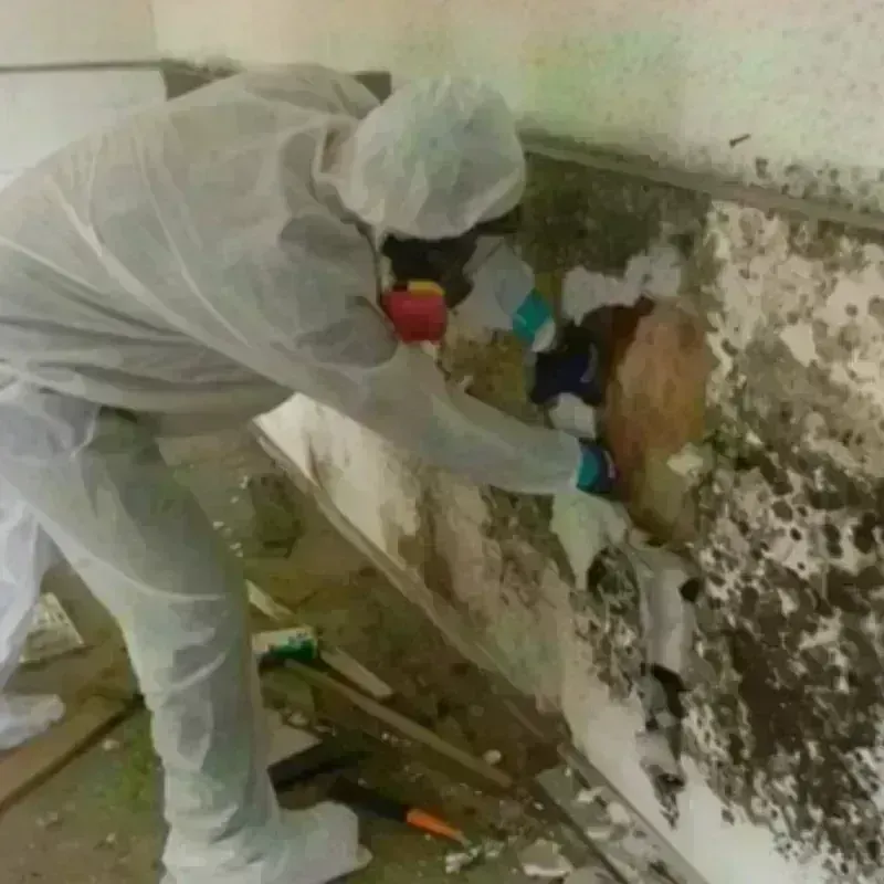 Mold Remediation and Removal in Harper, KS